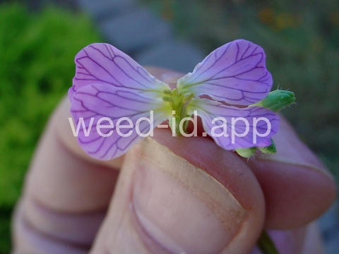 radish, wild